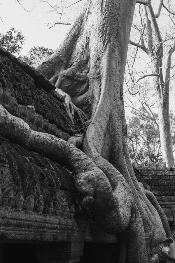 ta prohm-145.jpg